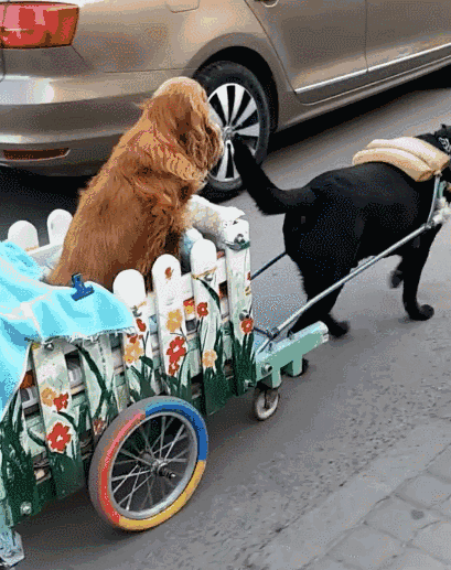 拉布拉多给可卡拉车,这待遇也太不平等了,真是同狗不同命!