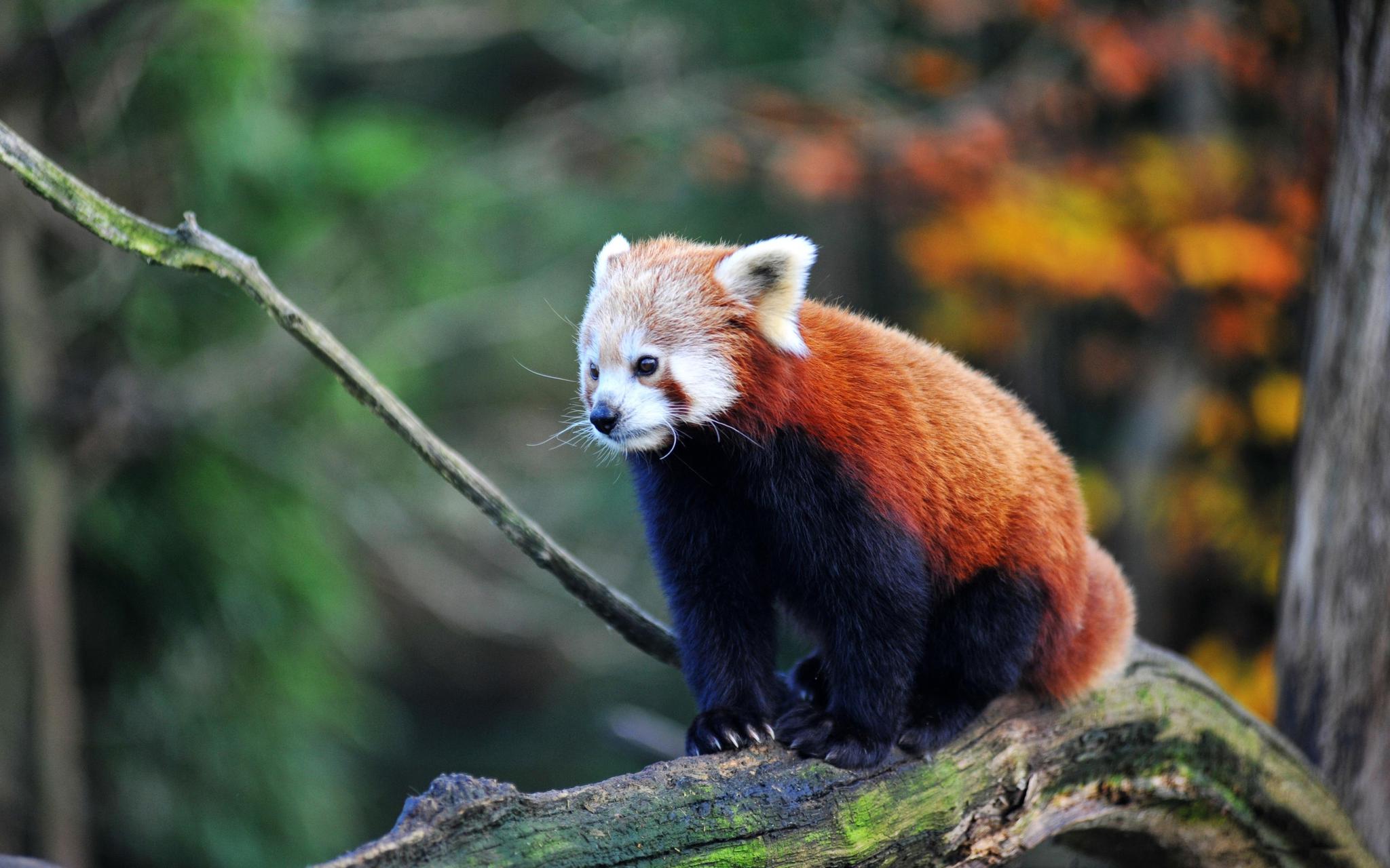 九图召唤一下天才小熊猫