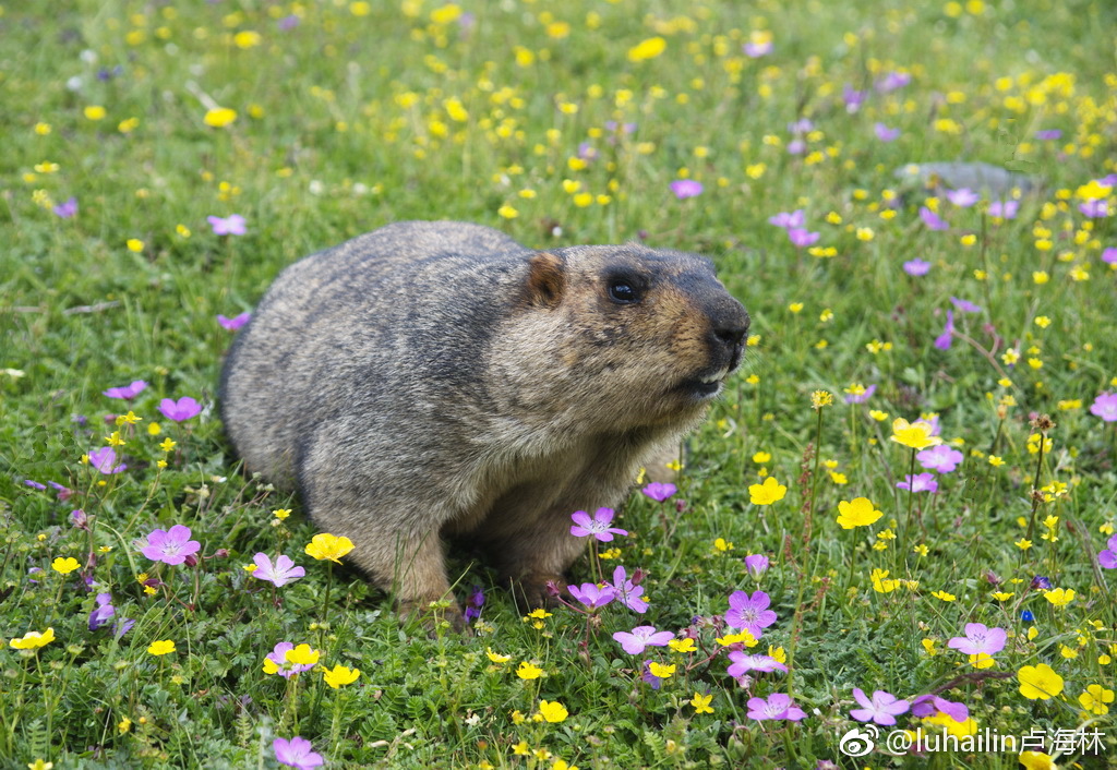 雪猪子被莫斯卡牧民认定为土地神的宠物并将其被奉为神灵