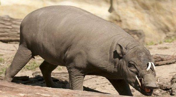 地球上9大"裸体"哺乳动物, 没有毛的猫和狗, 不怕癌症的裸鼹鼠