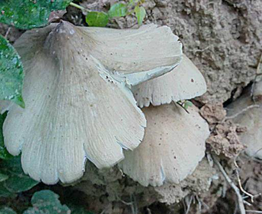 鸡枞,农民把它称为"皇帝菜",七八月份成熟,味道比平常蘑菇鲜美,有点甜