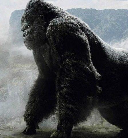 它可以秒杀狮子, 要不是只吃竹子, 早就没有人类的存在了!