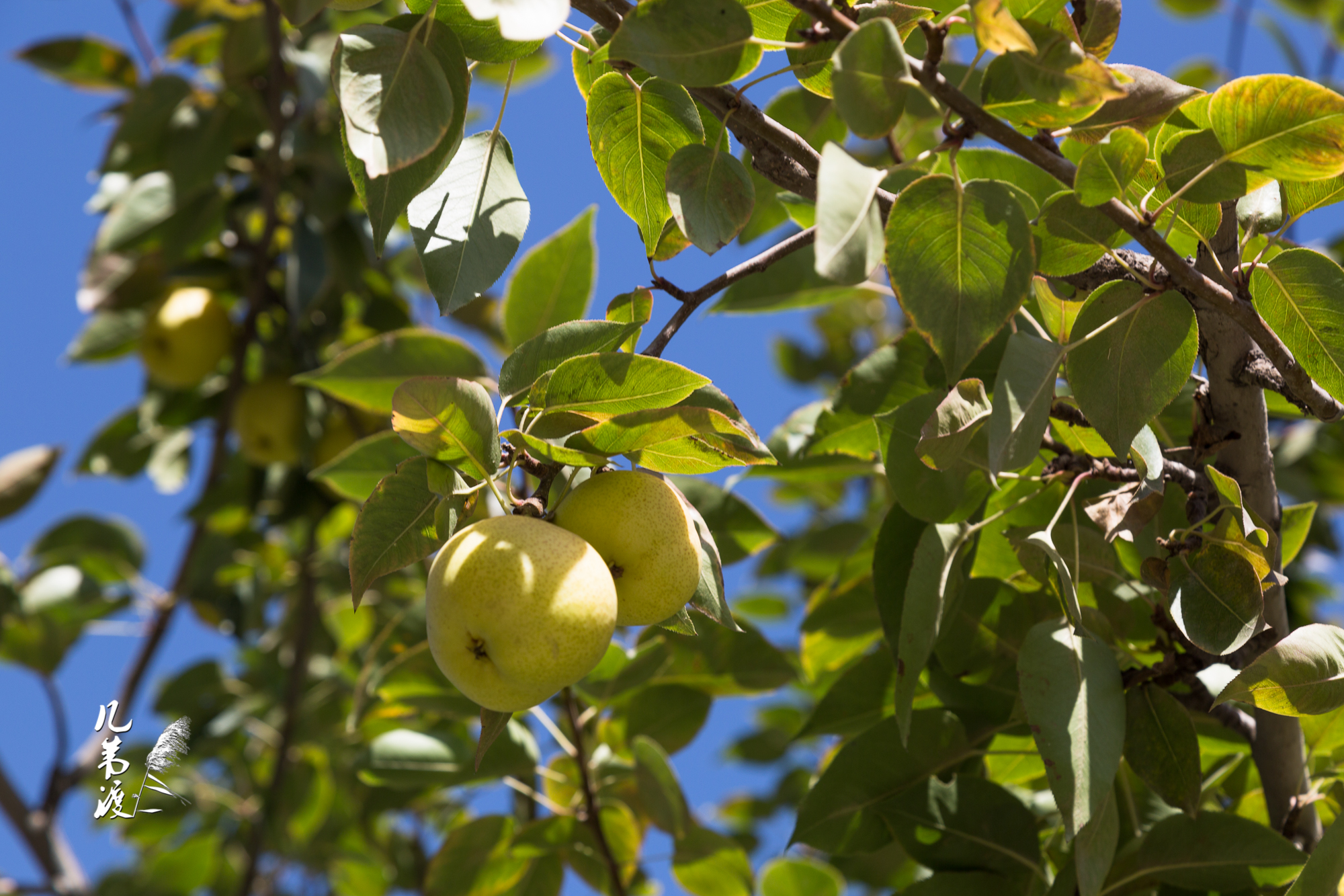 嘉峪关魏晋壁画墓博物馆院子里的梨树,去年十月份自驾旅行拍的