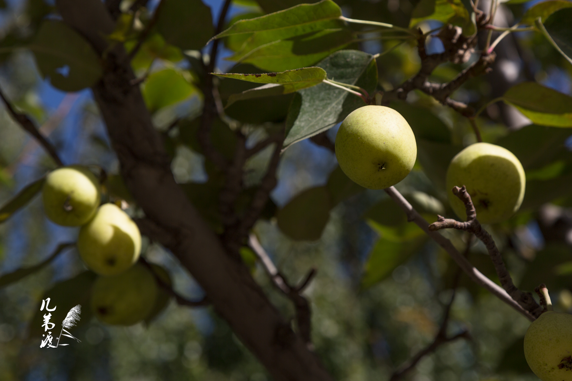 嘉峪关魏晋壁画墓博物馆院子里的梨树,去年十月份自驾旅行拍的
