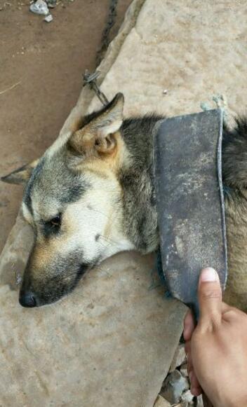 主人因为一条鱼要杀狗,狗表示死也不吃那条烤鱼