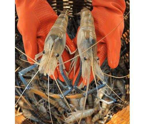 世界上"最大"的淡水虾, 可以长到一米一的个体