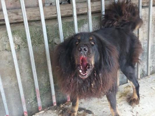 这只藏獒长期被关在笼子里,但它的叫声让人一听就知道不是个什么善茬