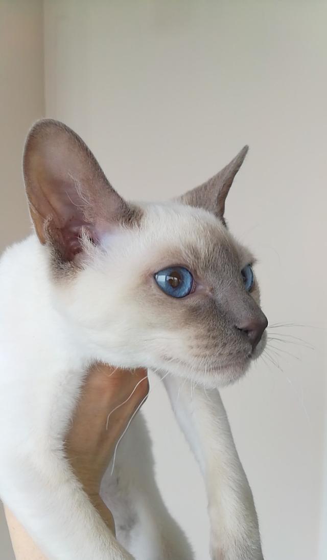 冬天糊吧了,夏天漂白了传统海豹色暹罗猫,越来越糊挖煤工只是最具代表