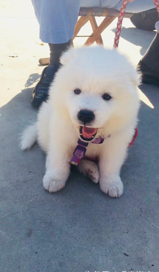 捡到一只萨摩耶却不想还给它的主人