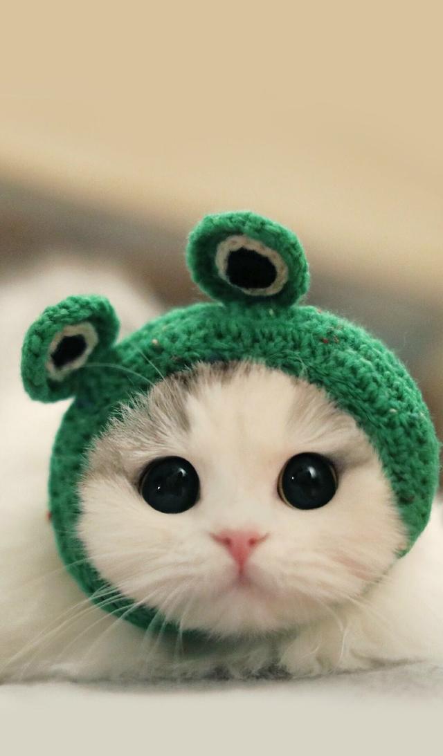 猫星人:猫咪的眼睛圆起来的时候真的是萌萌哒