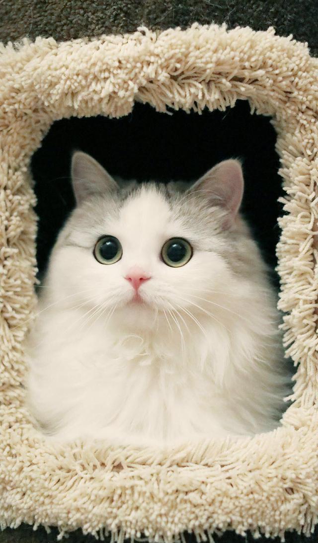猫星人:猫咪的眼睛圆起来的时候真的是萌萌哒