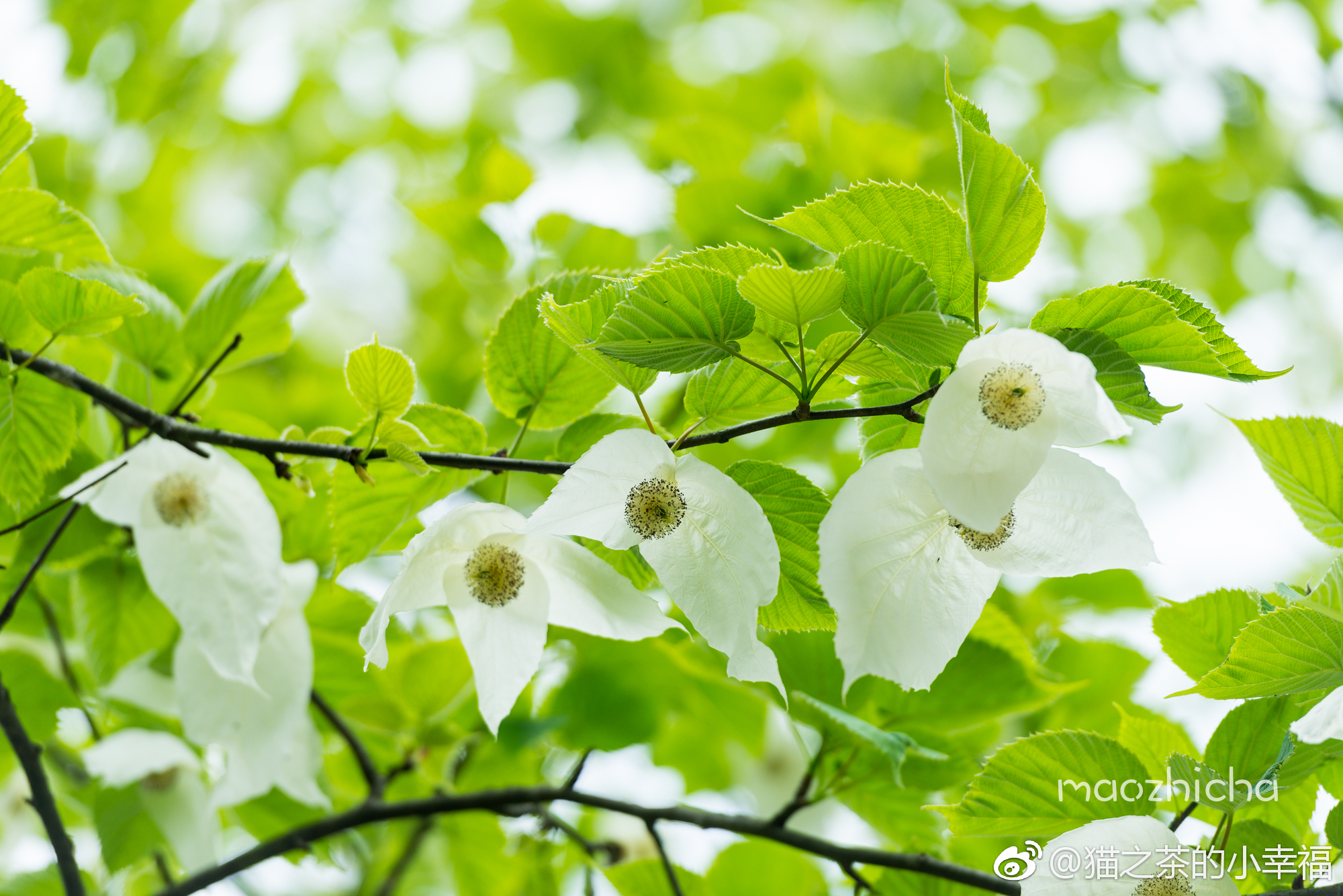 珙桐,1000万年前的植物,现在只有我国南方的一些地区可见