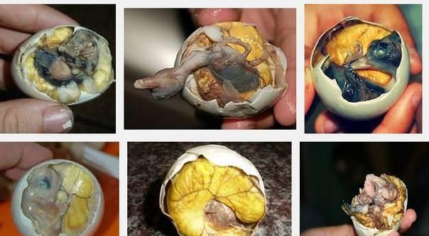 鲨鱼|蝙蝠|吱儿_新浪新闻