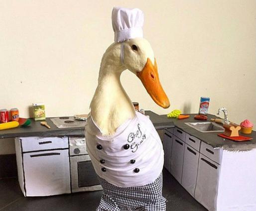 这只鸭快要被主人玩坏了 扮美人鱼灰姑娘萌到没朋友