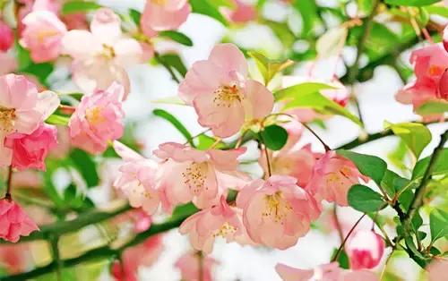 赶紧去这些地方看看,错过再等一年|花品|樱花|美人梅_新浪新闻