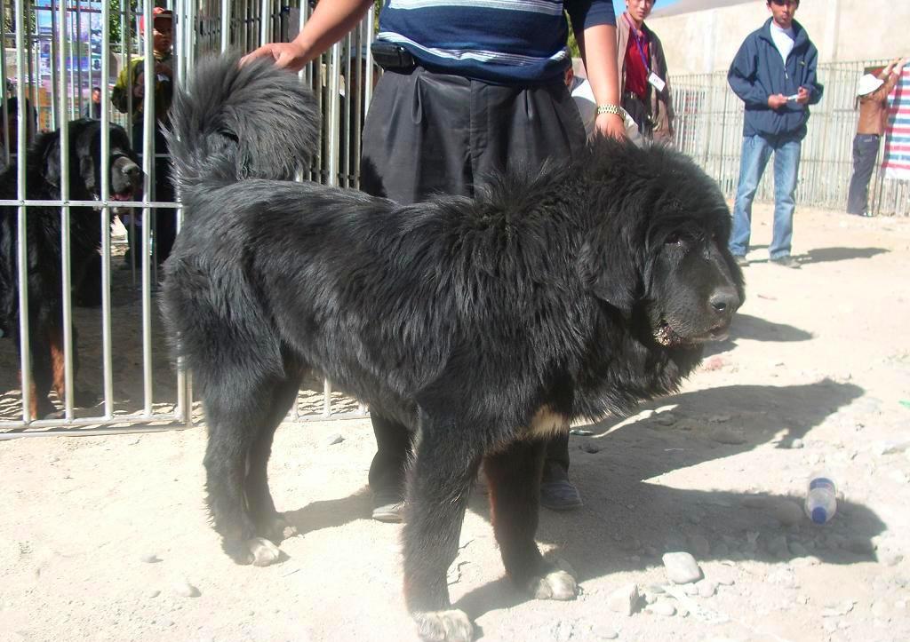 这种犬曾卖出过3200万的天价, 如今只卖2万, 却无人问津|藏獒|獒犬