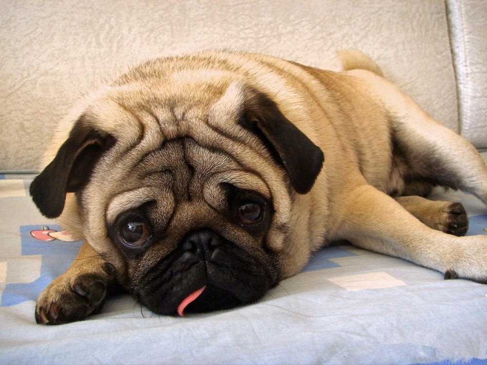 给人丑萌印象的狗狗:巴哥犬