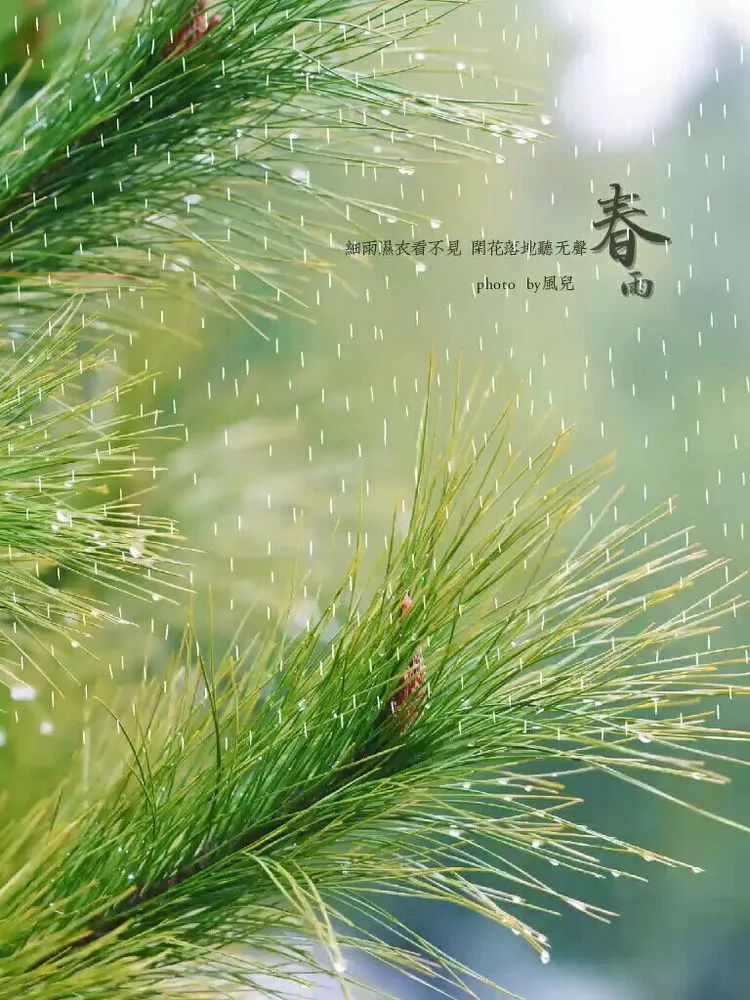 雨在春天里歌唱