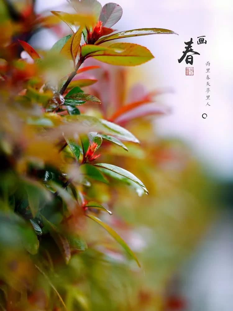 雨在春天里歌唱