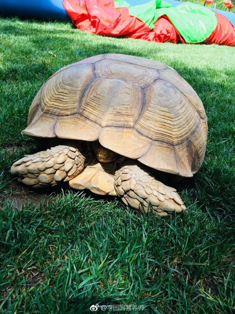 原来这就是缩头乌龟啊