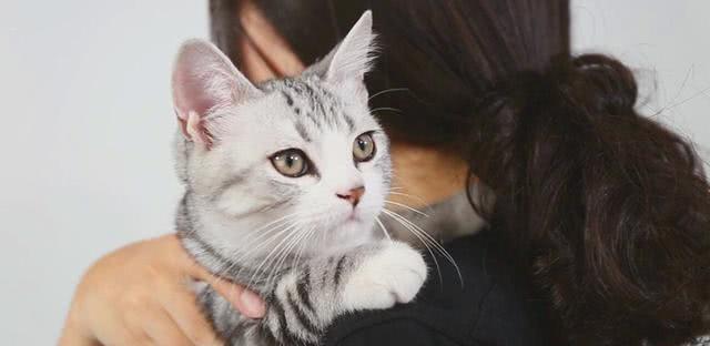 抱猫的三种正确姿势,让撸猫更有技巧,铲屎官免于被猫咪抓伤!