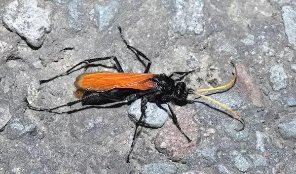 子弹蚁:犹如脚后跟嵌进了一根烧红的钉子,剧烈疼痛疼痛程度:4战士黄蜂