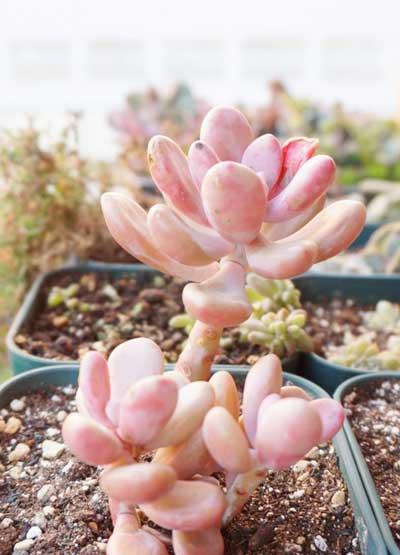 这么美的多肉美人,你认识么?你养对了么?