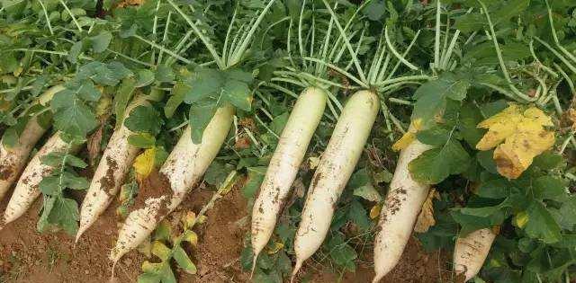 萝卜皮 止头疼,通肠道 萝卜根 经晒干而成,可利水消浮肿 1,白萝卜 梨