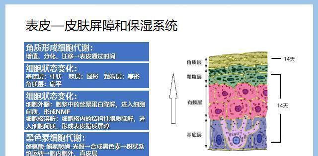 皮肤基础知识（三）|皮肤|皮脂|细胞|屏障|角质层_新浪新闻