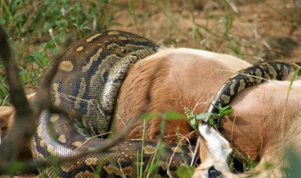 蟒蛇咬住狗狗预拖入水中众人围观结局网友却选择站在蟒蛇这边