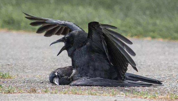 1种有怪癖的动物,不但会为同伴唱哀歌,还喜欢和尸体交配|乌鸦|交配