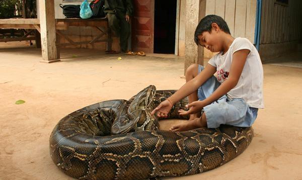 男孩饲养数米长的巨蟒当宠物, 当地村民认为他是神龙托世