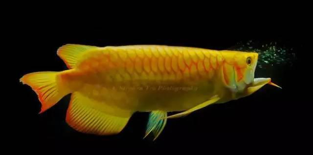 龙鱼嘴巴张得太大,为什么就合不上了?