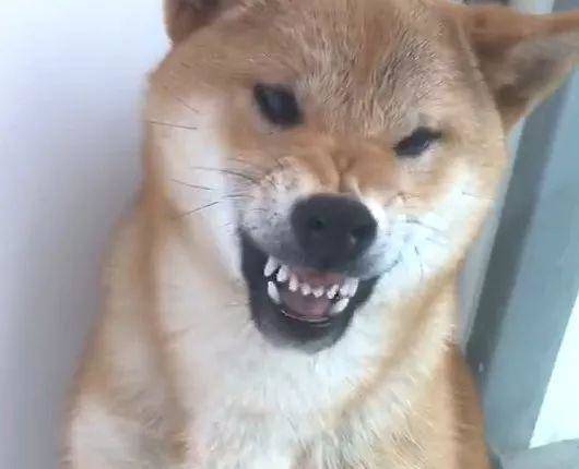 柴犬饿了凶主人主人反手就是一掌欠收拾