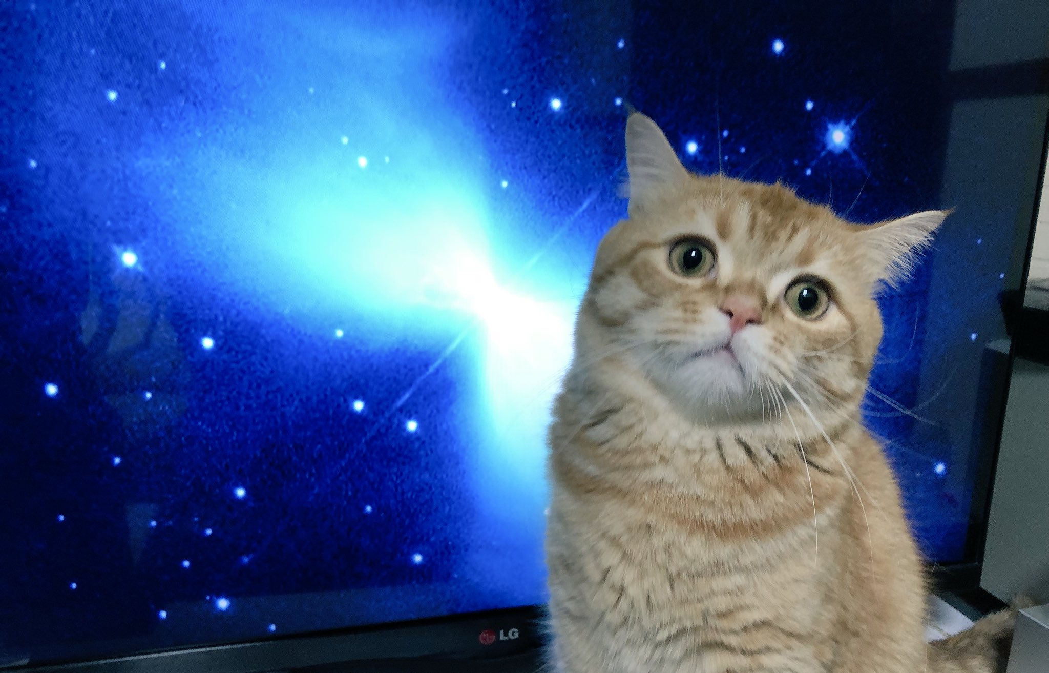 宇宙猫表情包原图图片