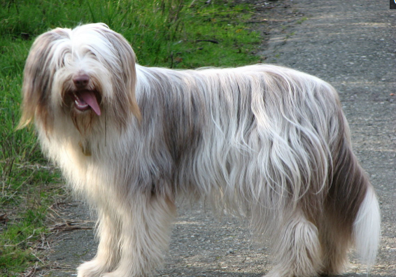 转载自百家号作者:香吻带你走天下原产苏格兰,按被毛分有长毛型和