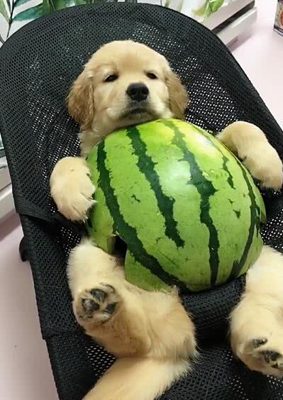 小金毛盖着西瓜皮吹空调网友一看就是地主家的傻儿子