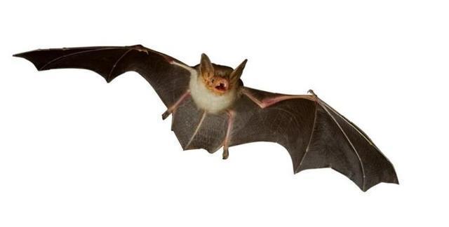 最吉祥的动物是什么 51c0-hkrzyan1644826.jpg