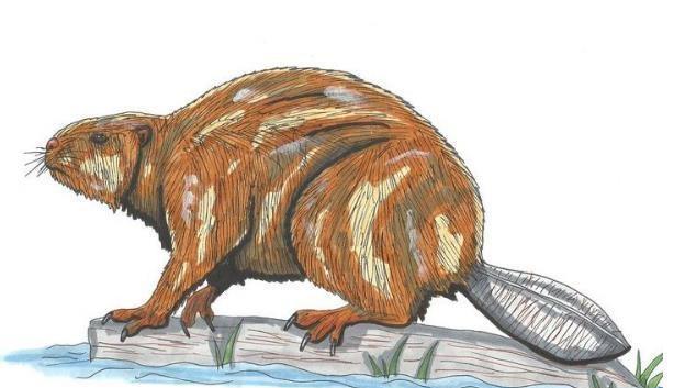 6种奇特的灭绝物种, 最后2种在中国地区有发现