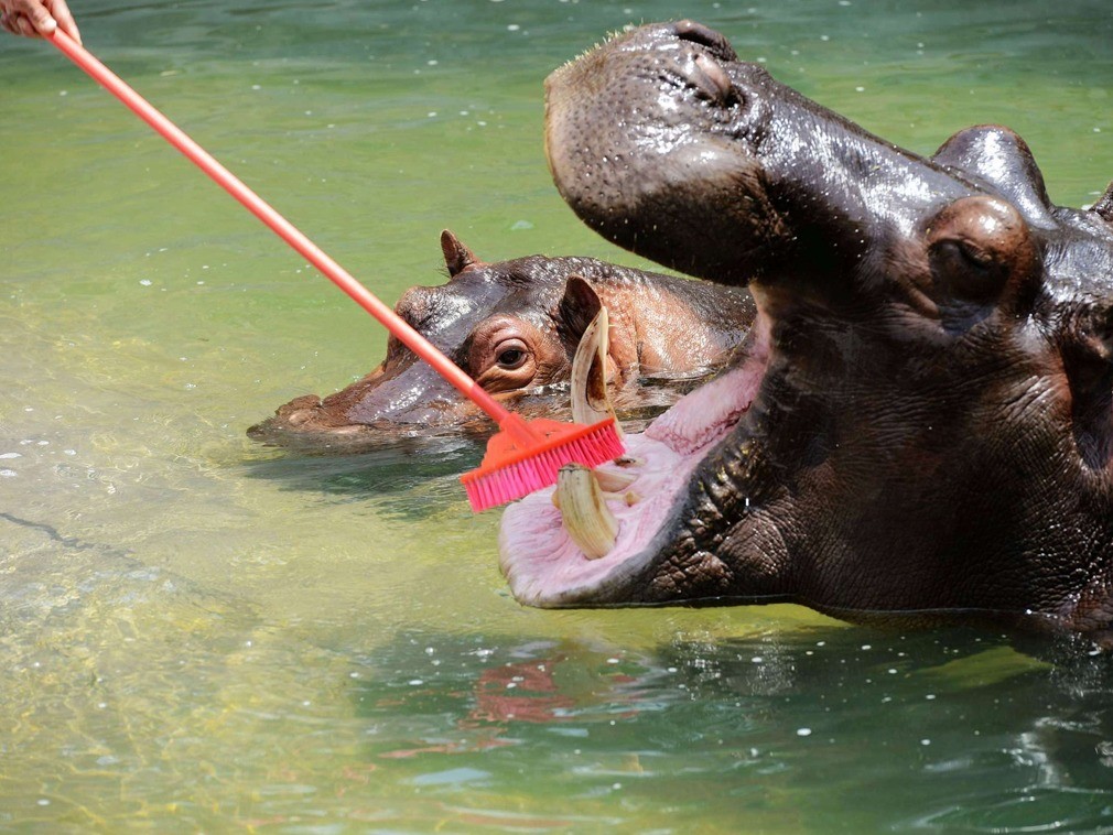 图为山东青岛森林野生动物世界饲养员在给河马刷牙清理口腔卫生.