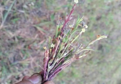 它虽然孤独,但却珍贵,下次见到它,可要记住它的功效哦