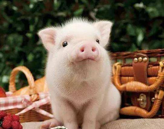 心理学你觉得哪只猪最呆萌测你是不是身边人的猪队友