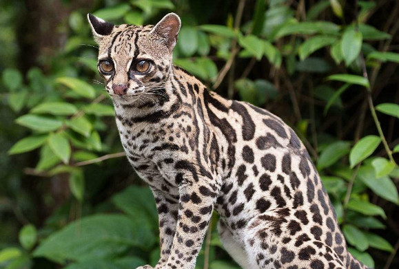 这4种猫科动物假如送你一只当宠物你会选谁