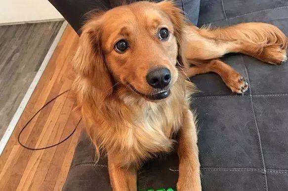 三只狗一脸严肃盯着主人泡澡,有只连法令纹都看出来了