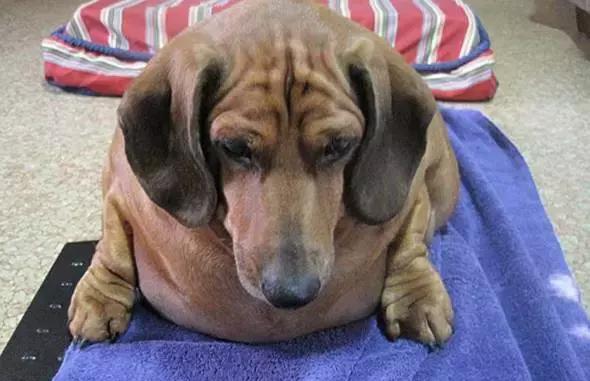 世界上最胖的狗狗减肥后,简直太亮眼!