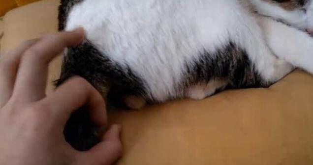 女子趁喵睡着故意弹它的蛋蛋, 蛋疼的猫咪简直哭了, 真让人担忧