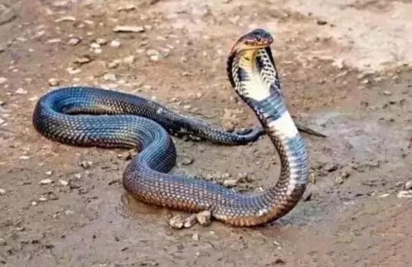 两条眼镜王蛇慢慢爬呀却一言不合就吞食对方