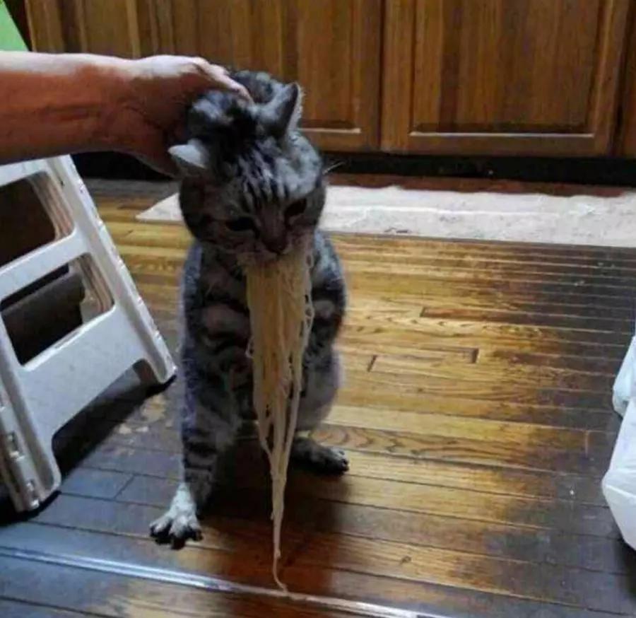 那些凭实力偷吃的猫抓后颈都不松口最后一个表情亮了