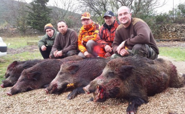 当地人大量捕猎野猪,原因让外地游客捧腹!没想到好处还不少!