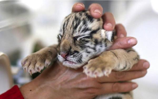 小老虎出生妈妈惨死,无奈只能由母猪抚养,没成想养大竟这结局!